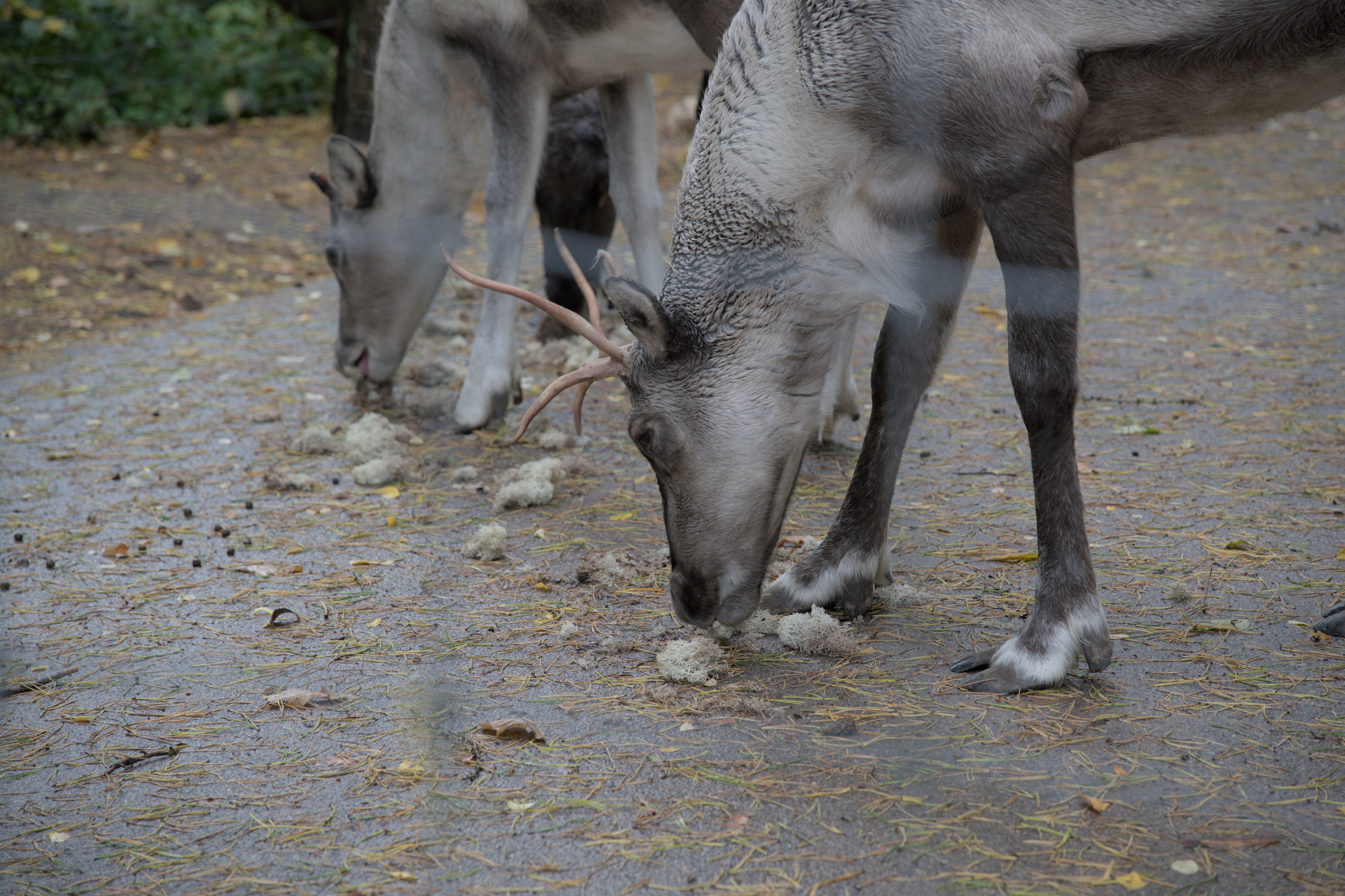 2025/10/12 - zoo/DSC_0082.jpg